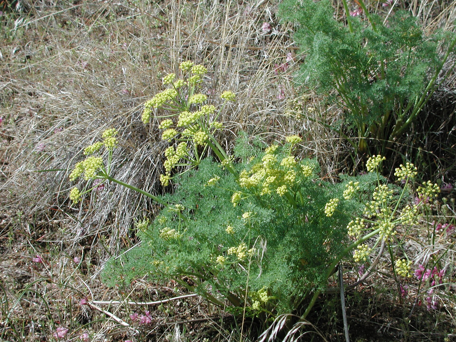 Lomatium grayi 2 plant Boise foothills 3 Gina Glenne, illustrating What Is the Boise Co-op? Boise's Member-Owned Grocery