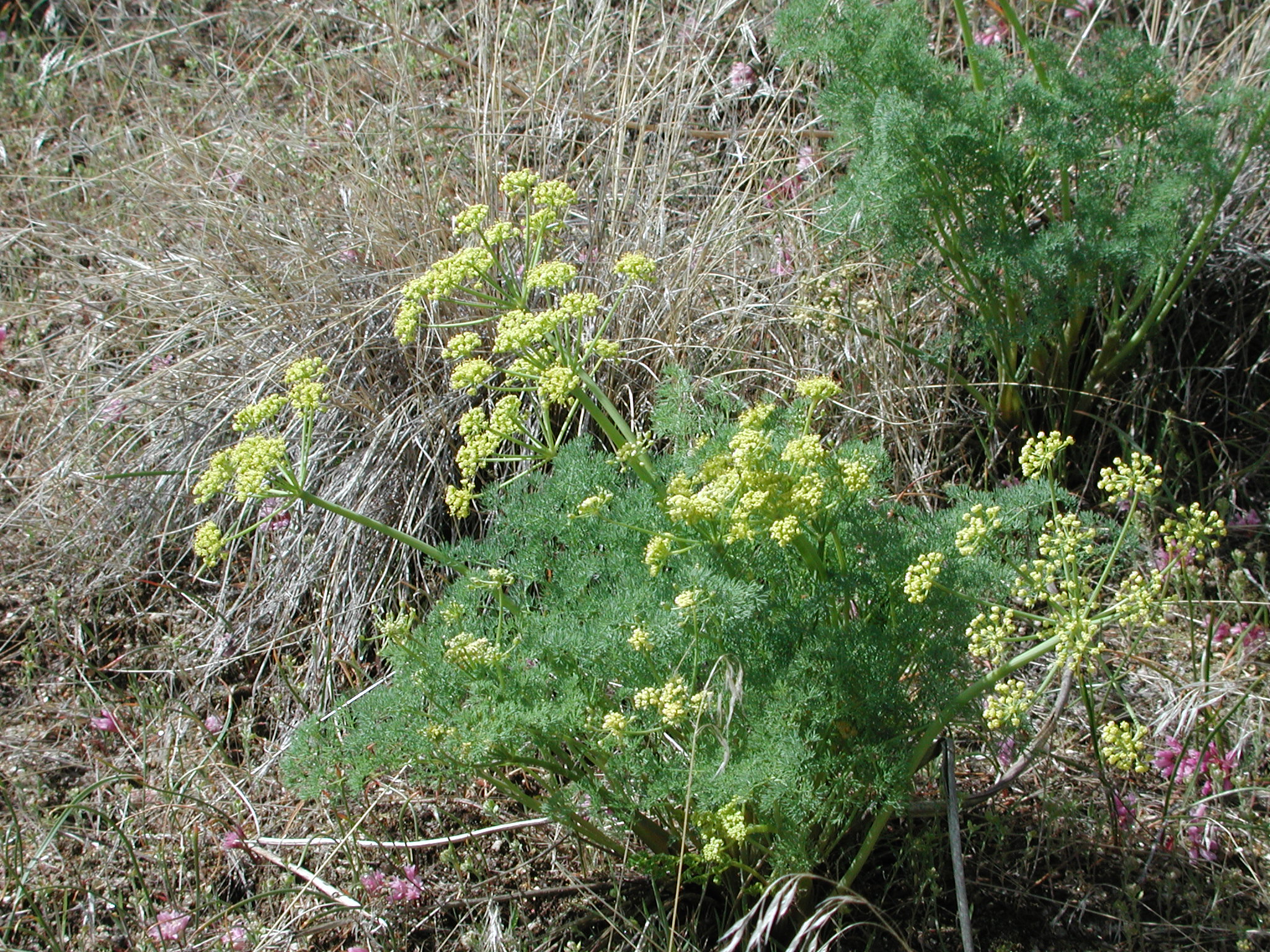Lomatium grayi 2 plant Boise foothills 3 Gina Glenne, illustrating What Lives in the Boise Foothills, and What to Watch For
