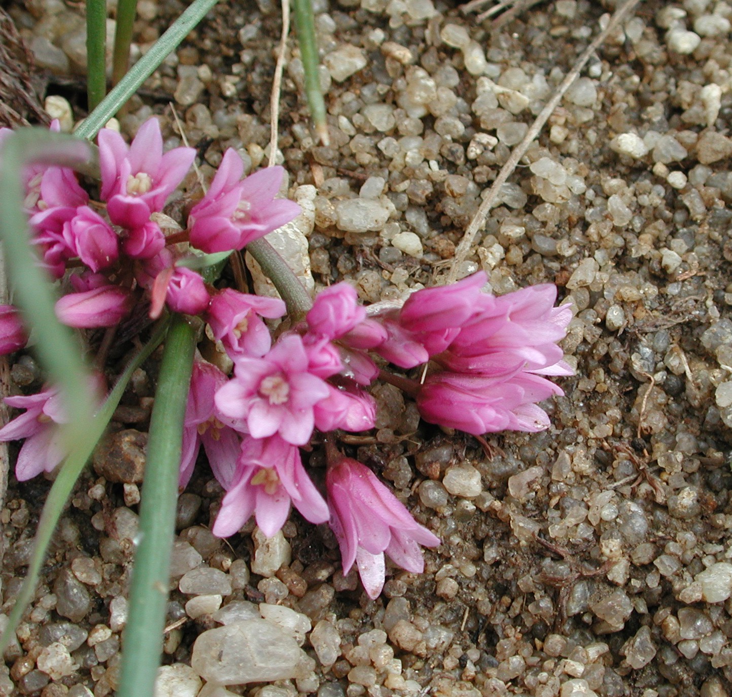 Allium aaseae flowers in the Boise foothills 3 2, illustrating What Should You Know About Idaho Potatoes, Beyond the Joke