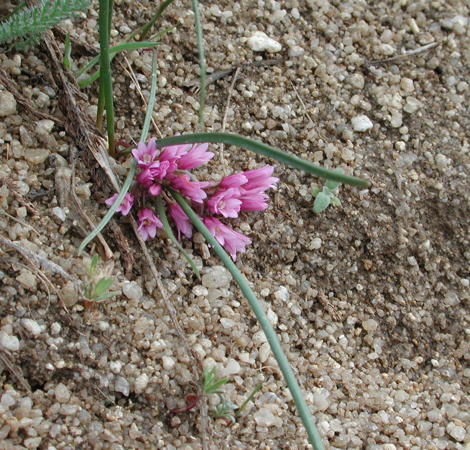 Allium aaseae 2 flowers in the Boise foothills 3, illustrating What Should You Know About Idaho Potatoes, Beyond the Joke