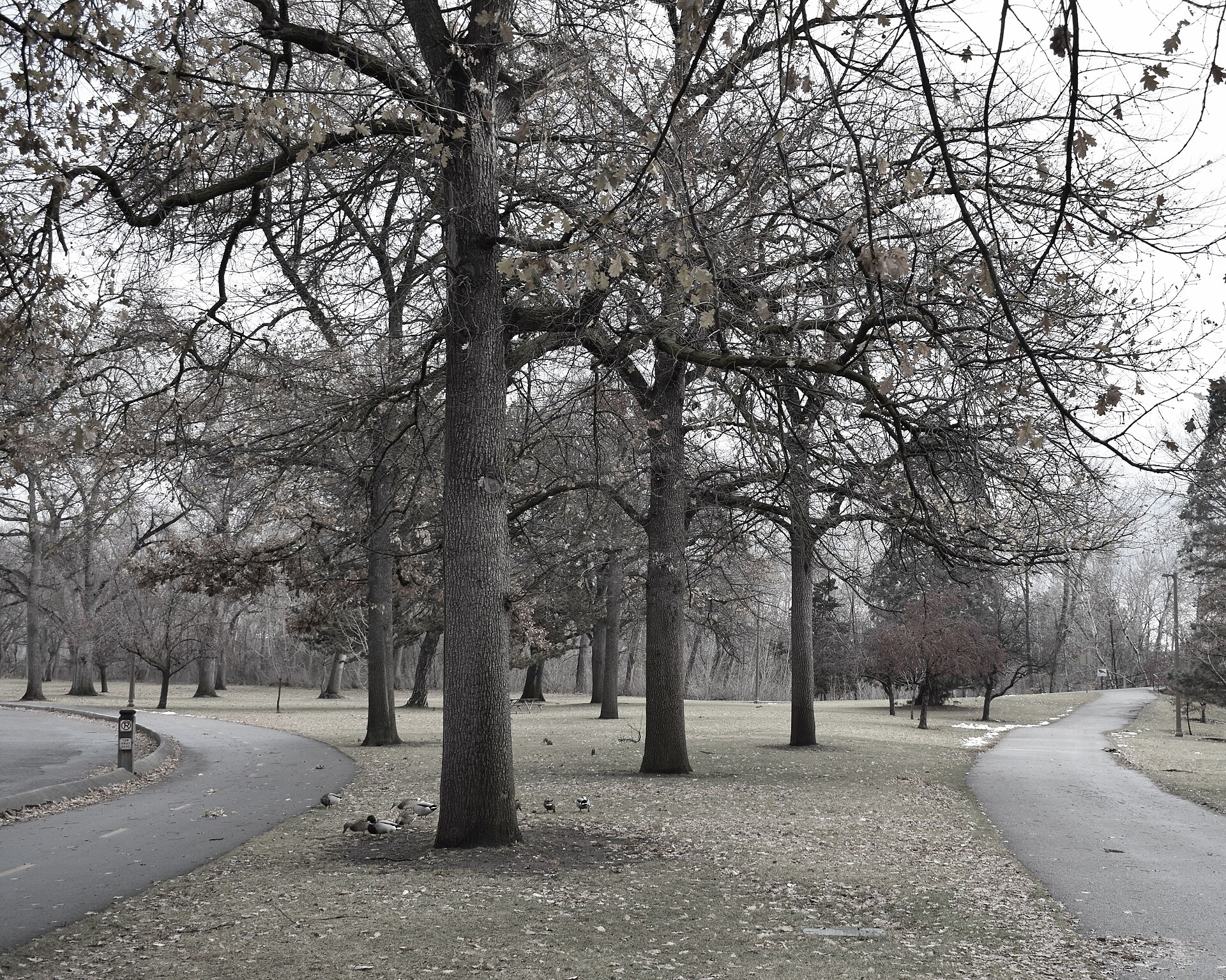 Julia Davis Park, illustrating What Are Quinn's Pond and Esther Simplot Park in Boise