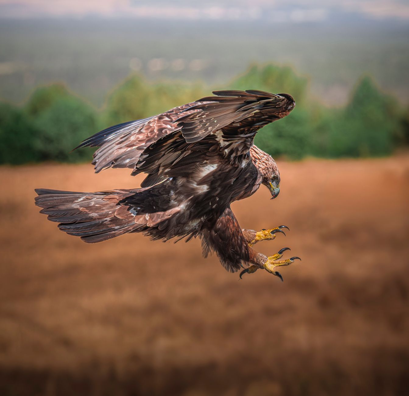 A golden eagle in mid flight, showcasing its powerful wings and sharp talons, set against a blurred nature background, illustrating What Is Eagle, Idaho? Boise's Fast-Growing Subur