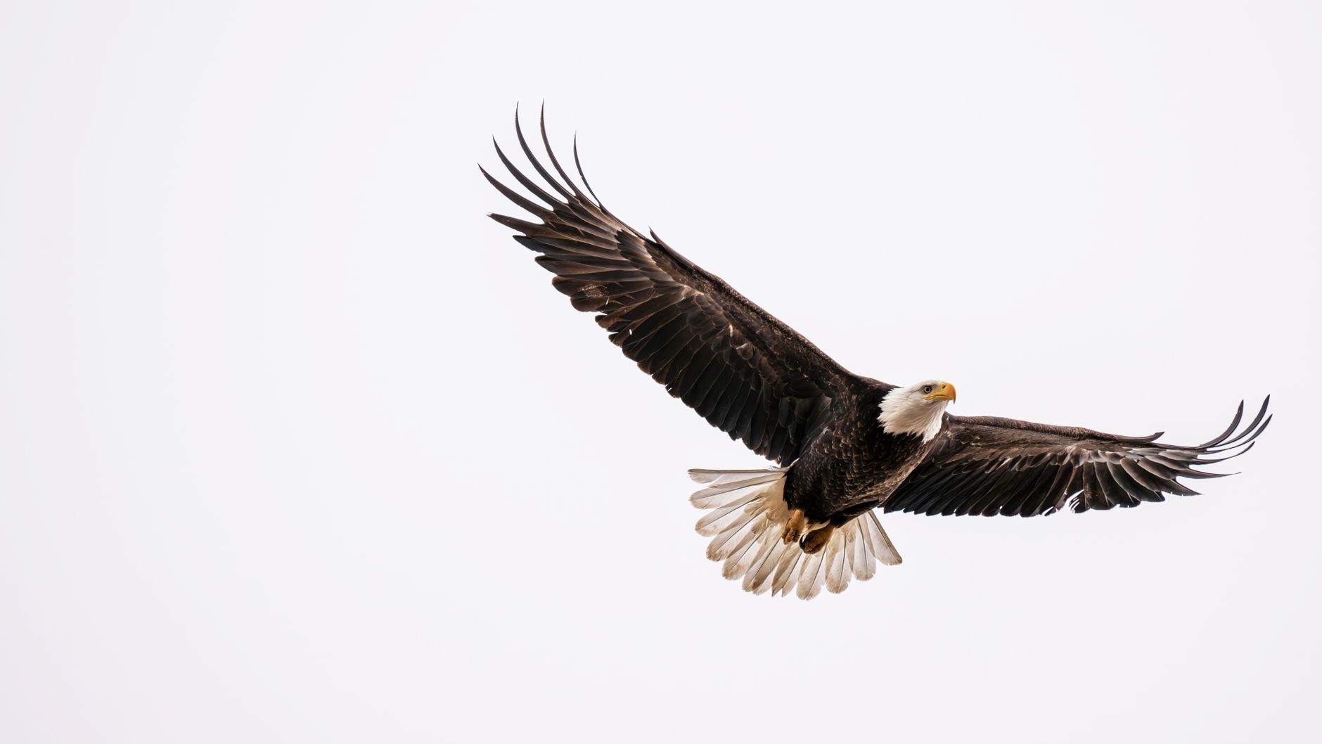 A majestic bald eagle soaring in the clear skies of East Wenatchee, Washington, illustrating What Is Eagle, Idaho? Boise's Fast-Growing Suburb