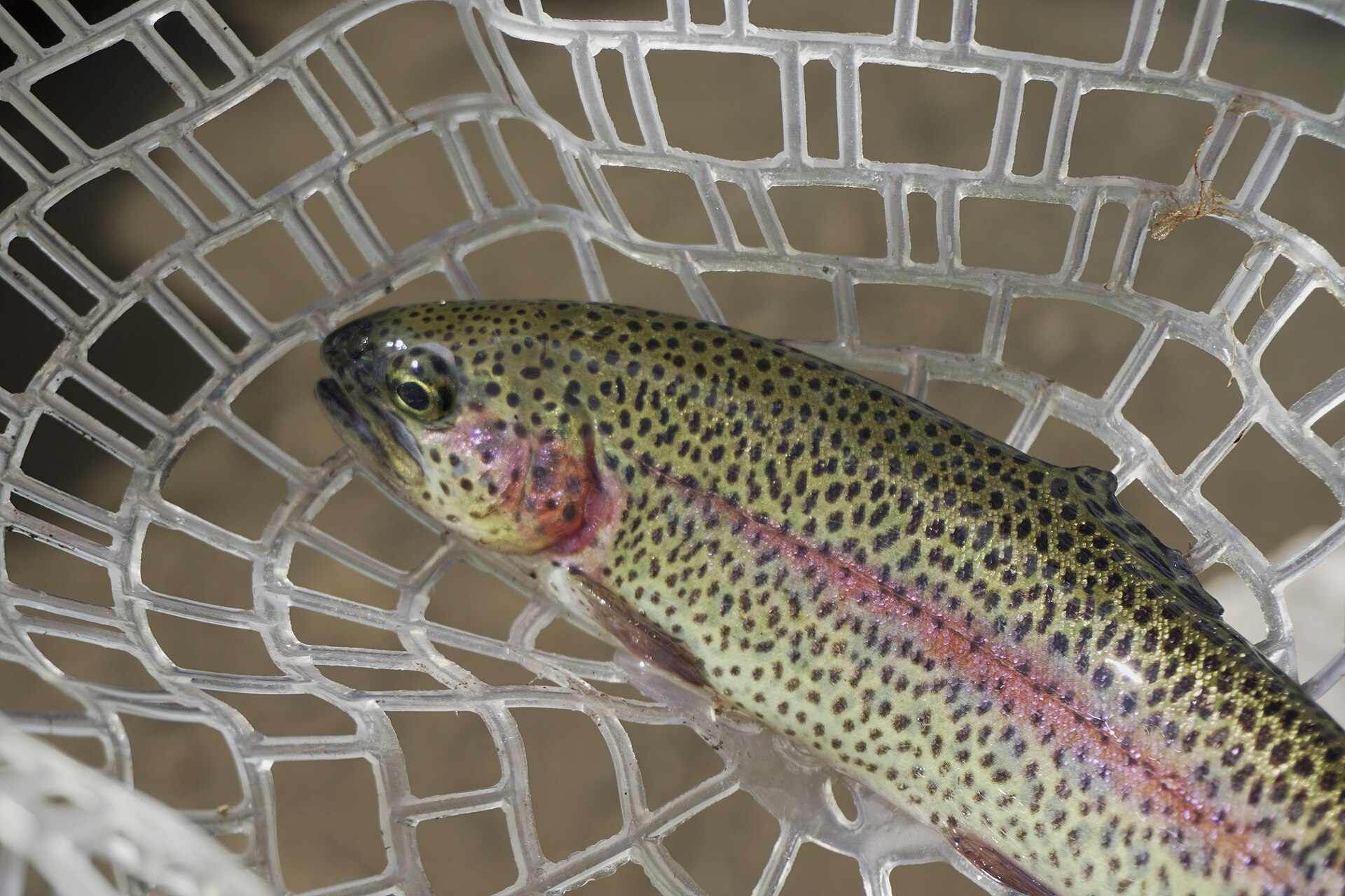 Rainbow Trout (Oncorhynchus mykiss) Caught in Idaho by Fly Fishing, 1 August, illustrating What Is Idaho Trout, and Where Does It Come From