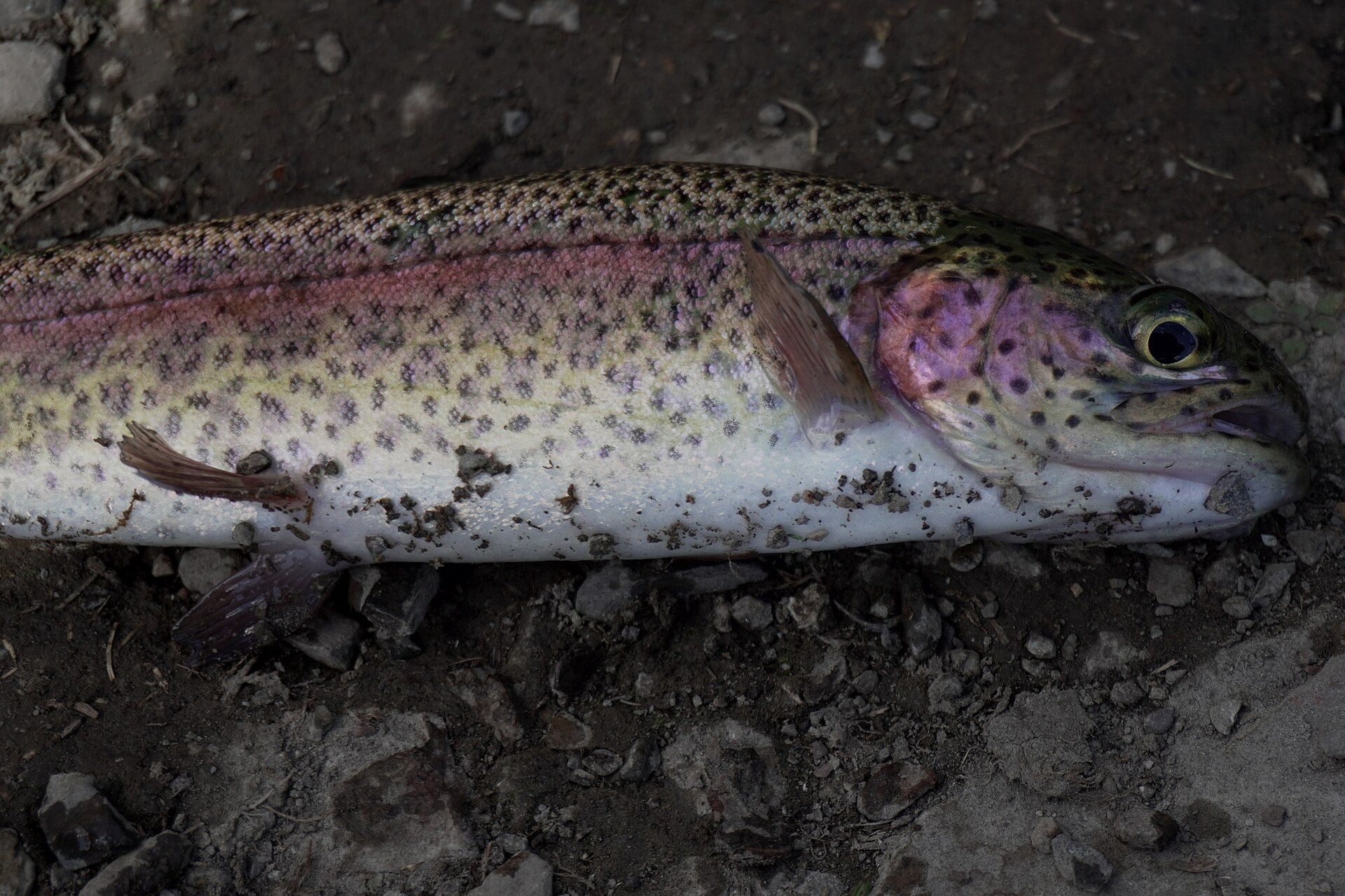 Rainbow Trout (Oncorhynchus mykiss) Caught in Idaho by Fishing, 1 August, illustrating What Is Idaho Trout, and Where Does It Come From