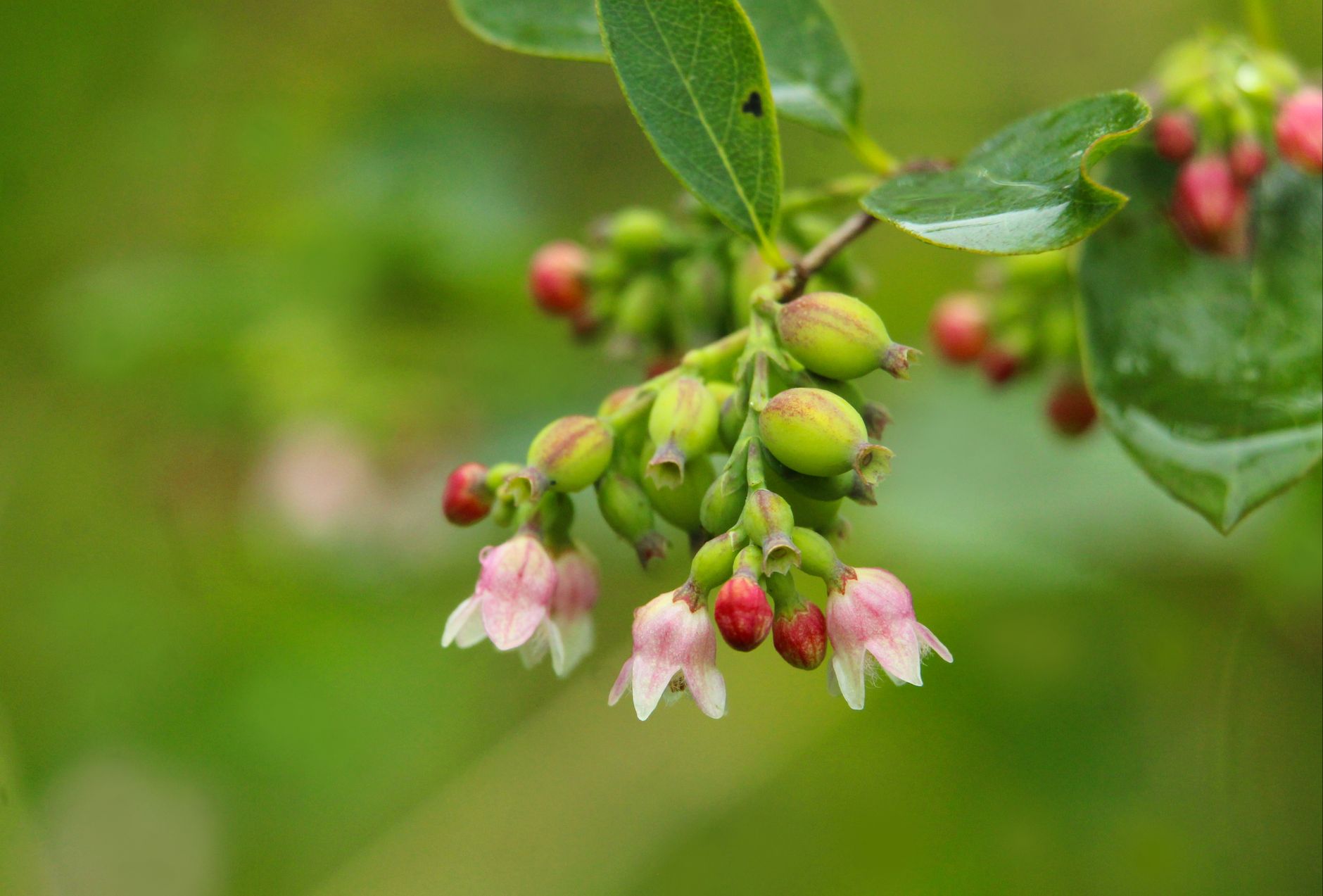 Detailed view of huckleberry plant showing green berries and pink blossoms in a natural setting